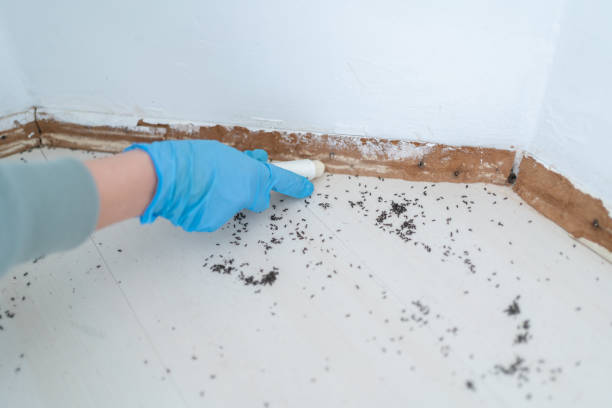 Best Pest Inspection Near Me  in Mclean, TX